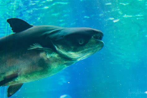 12 Largest Freshwater Fish in the World .